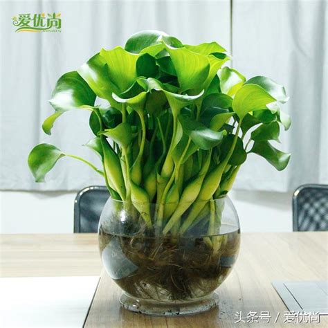 室內水種植物